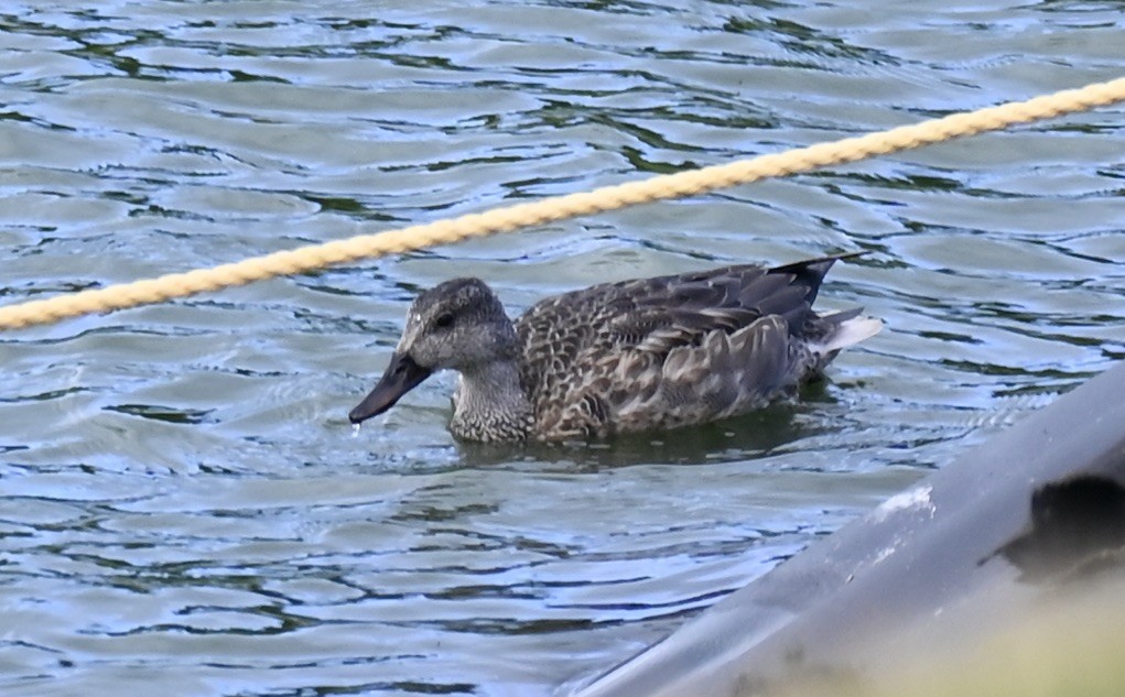 Gadwall x Northern Pintail (hybrid) - ML647056006