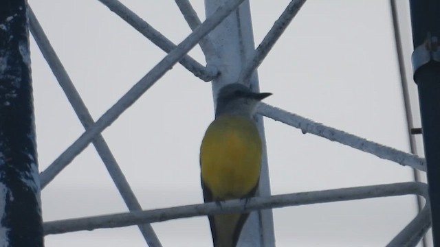 Couch's Kingbird - ML647056008