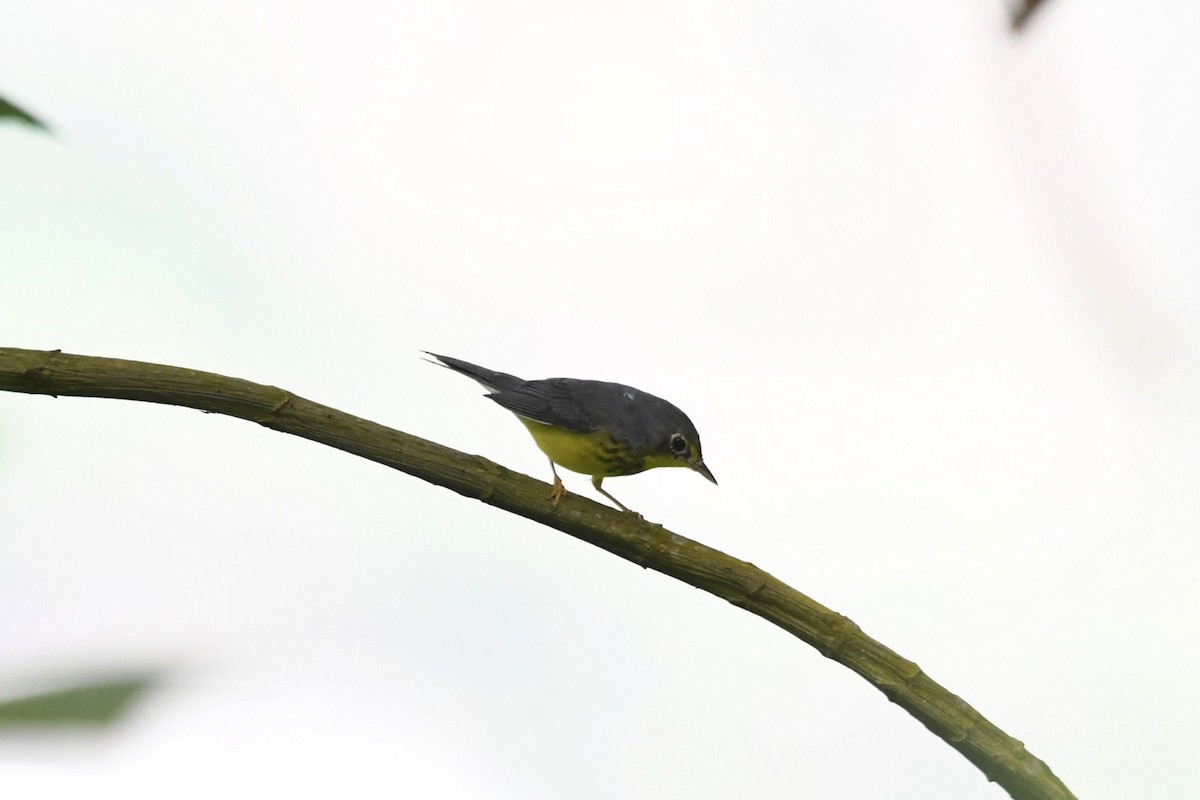 Paruline du Canada - ML647056009