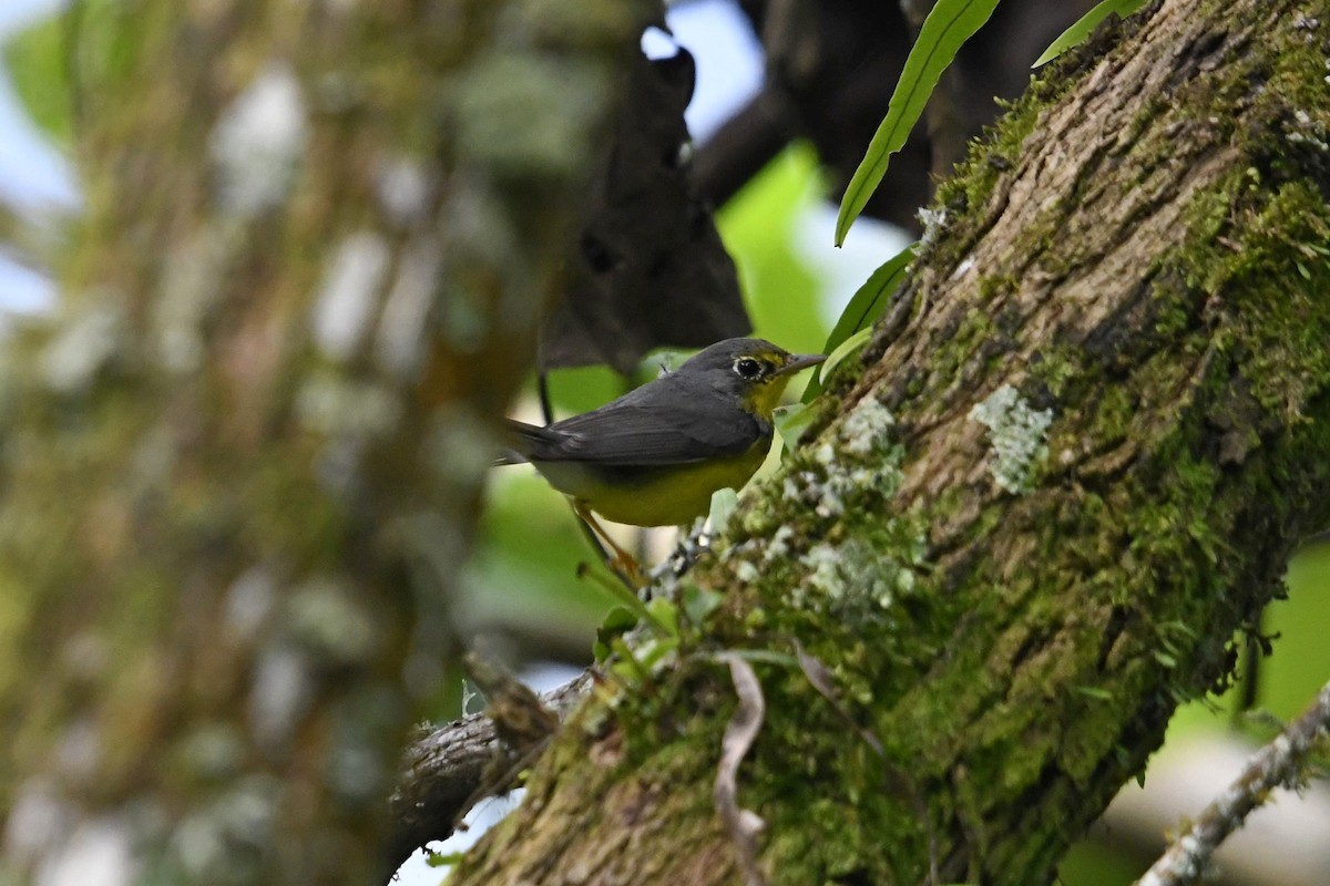 Paruline du Canada - ML647056011