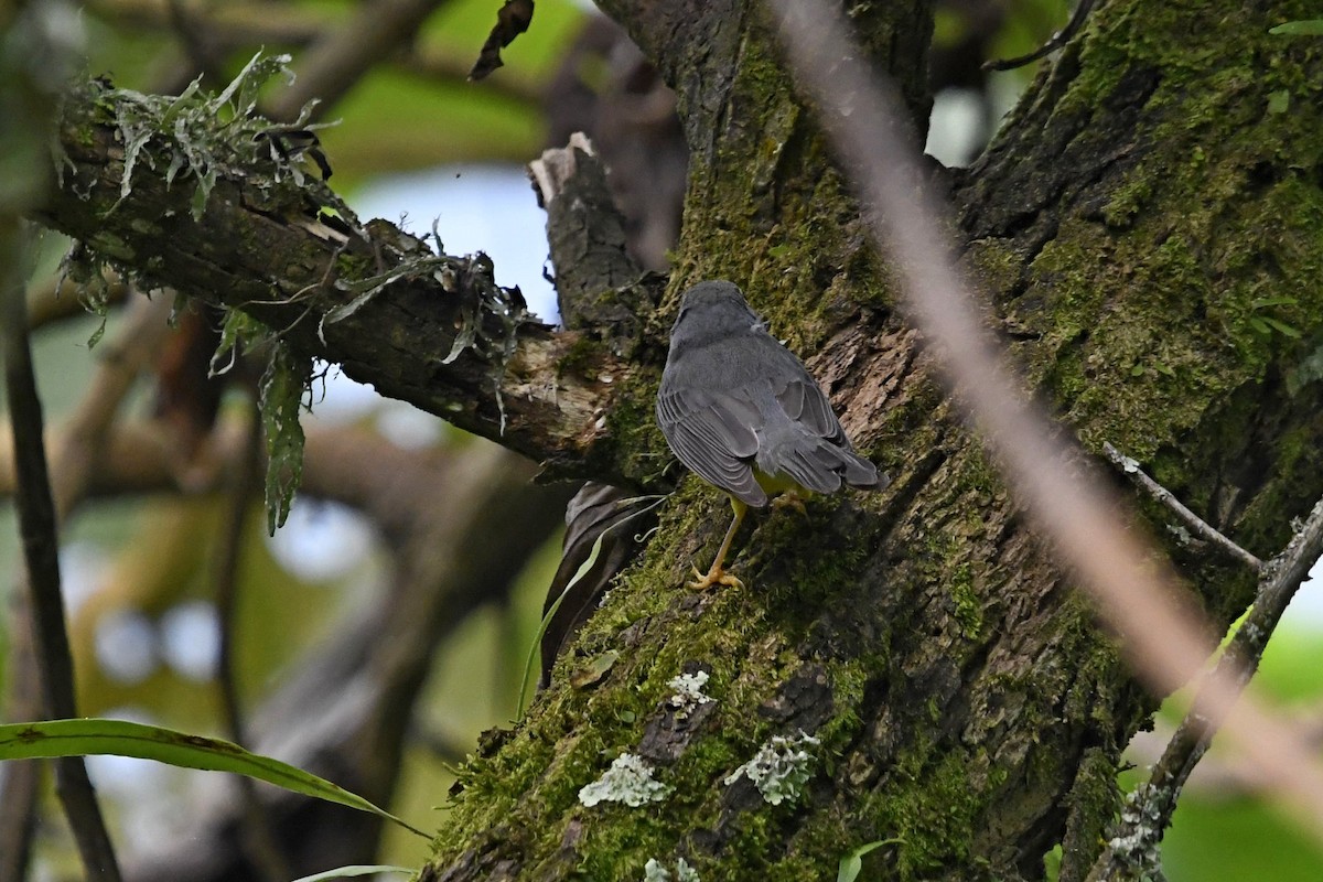 Paruline du Canada - ML647056013