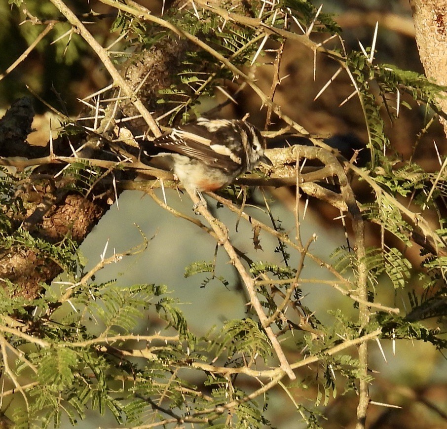 Брубру - ML647056014