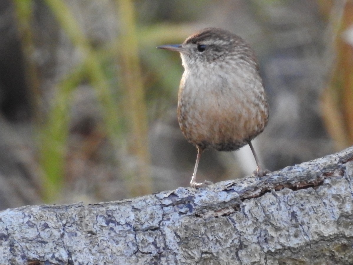 Winter Wren - ML647056017