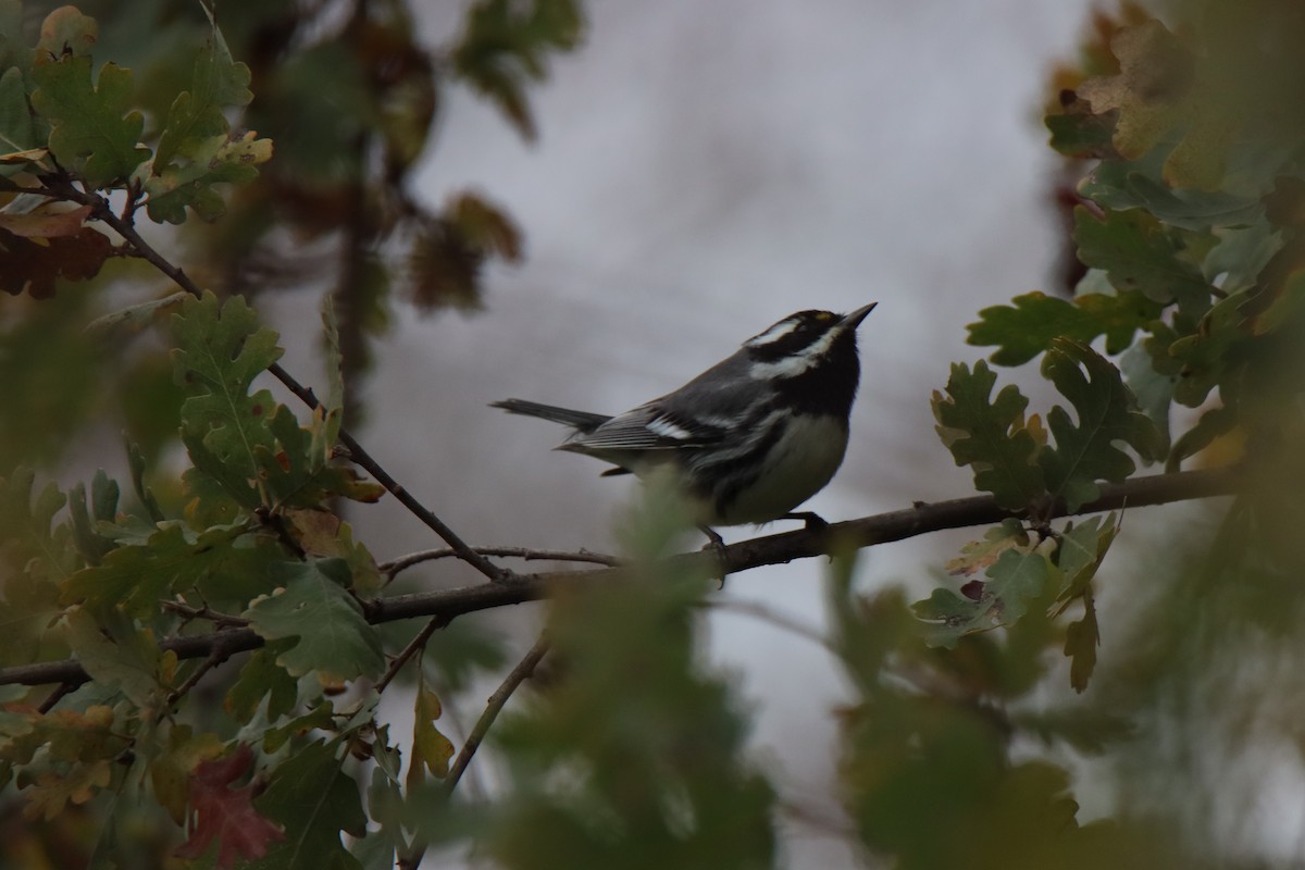 Kara Şeritli Ötleğen - ML647056028