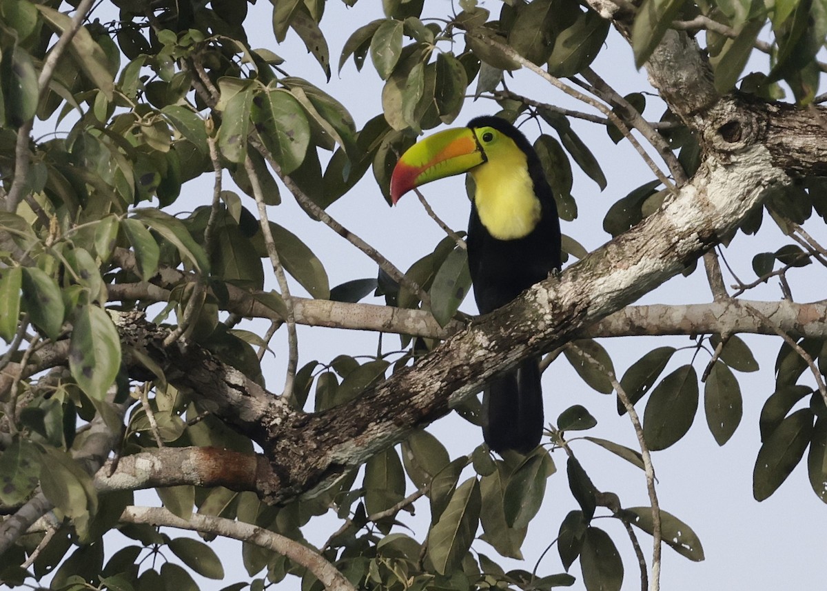 Keel-billed Toucan - ML647056032