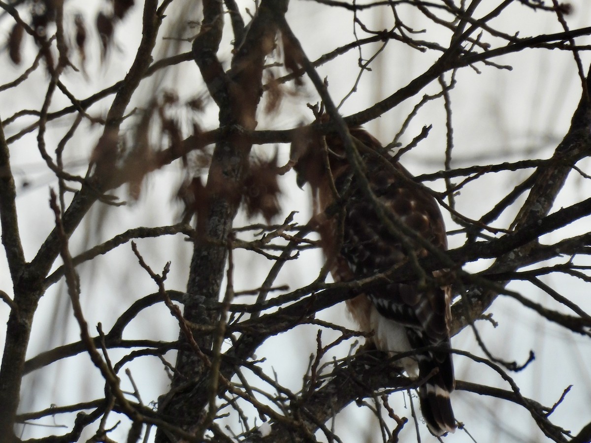 káně páskovaná - ML647056034