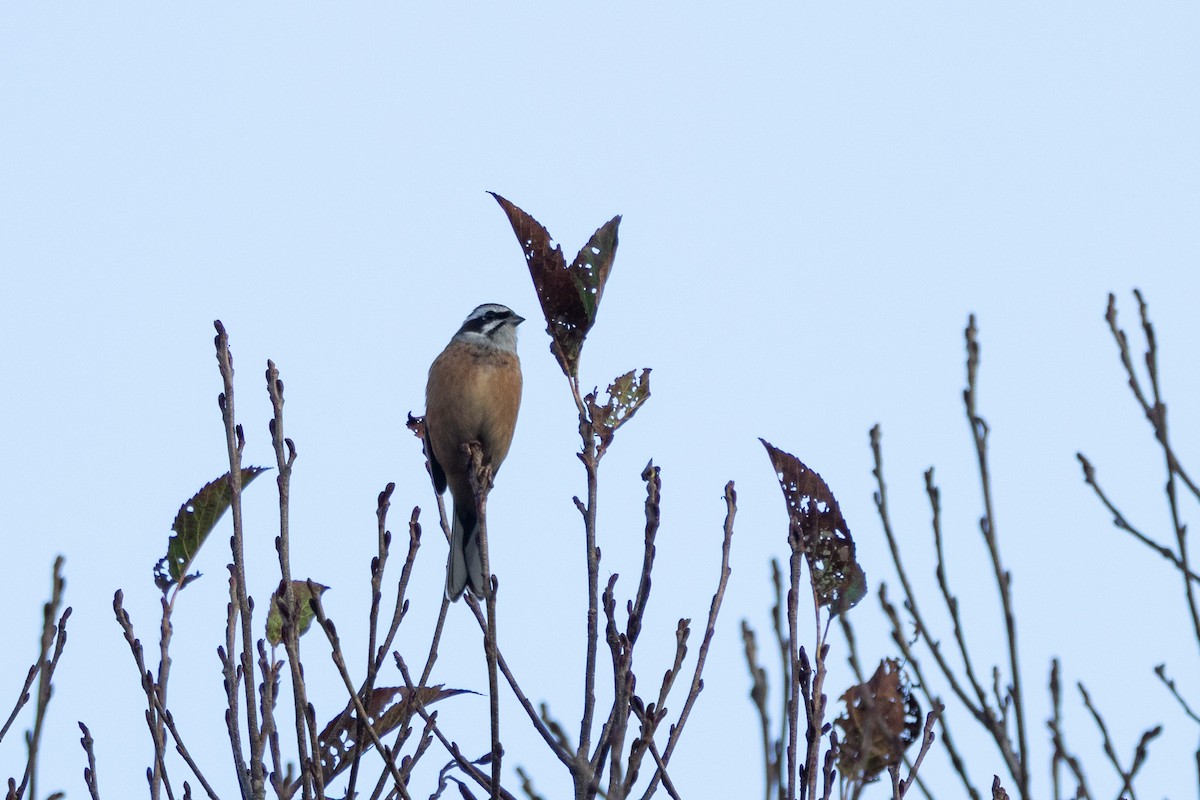 Вівсянка чорновуса - ML647056038