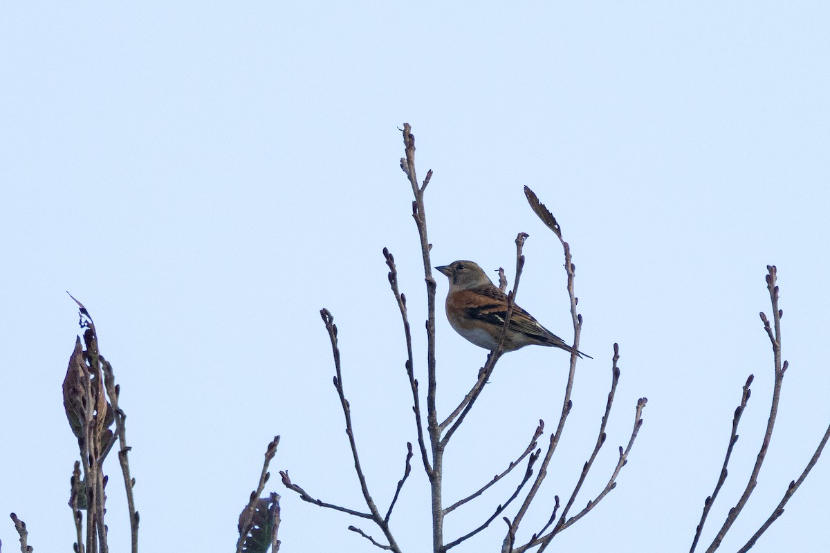 В'юрок - ML647056039