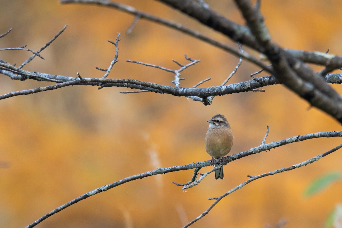 Вівсянка чорновуса - ML647056040