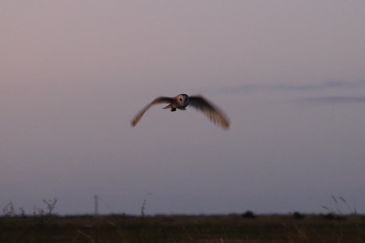 American Barn Owl - ML647056042