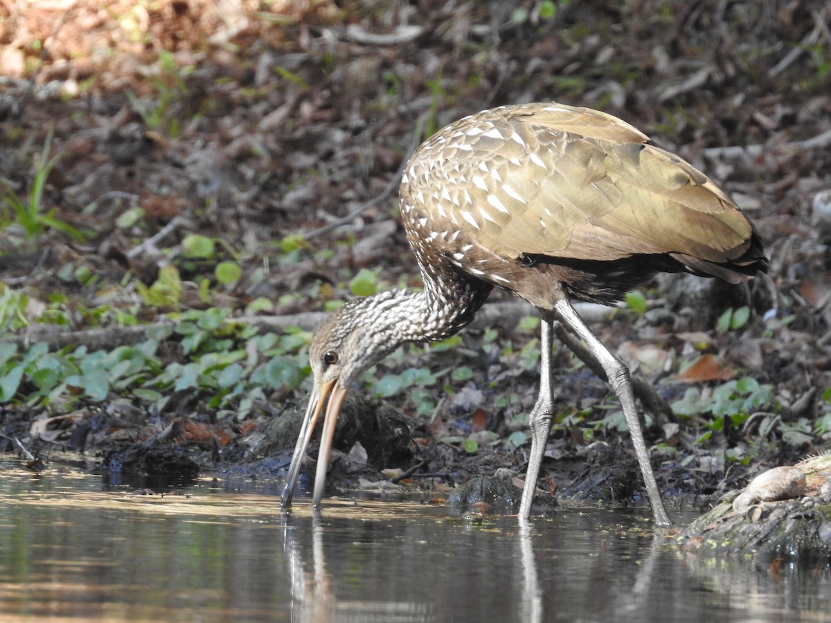 Limpkin - ML647056047