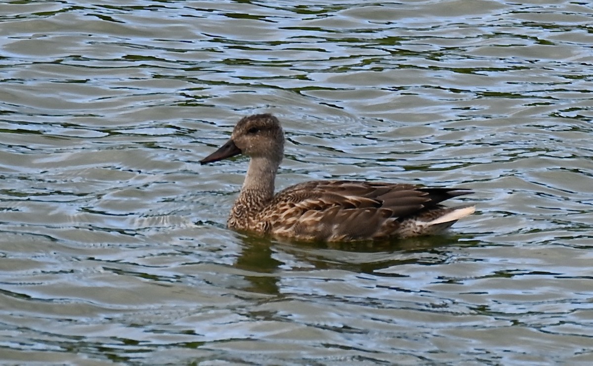 Gadwall x Northern Pintail (hybrid) - ML647056051