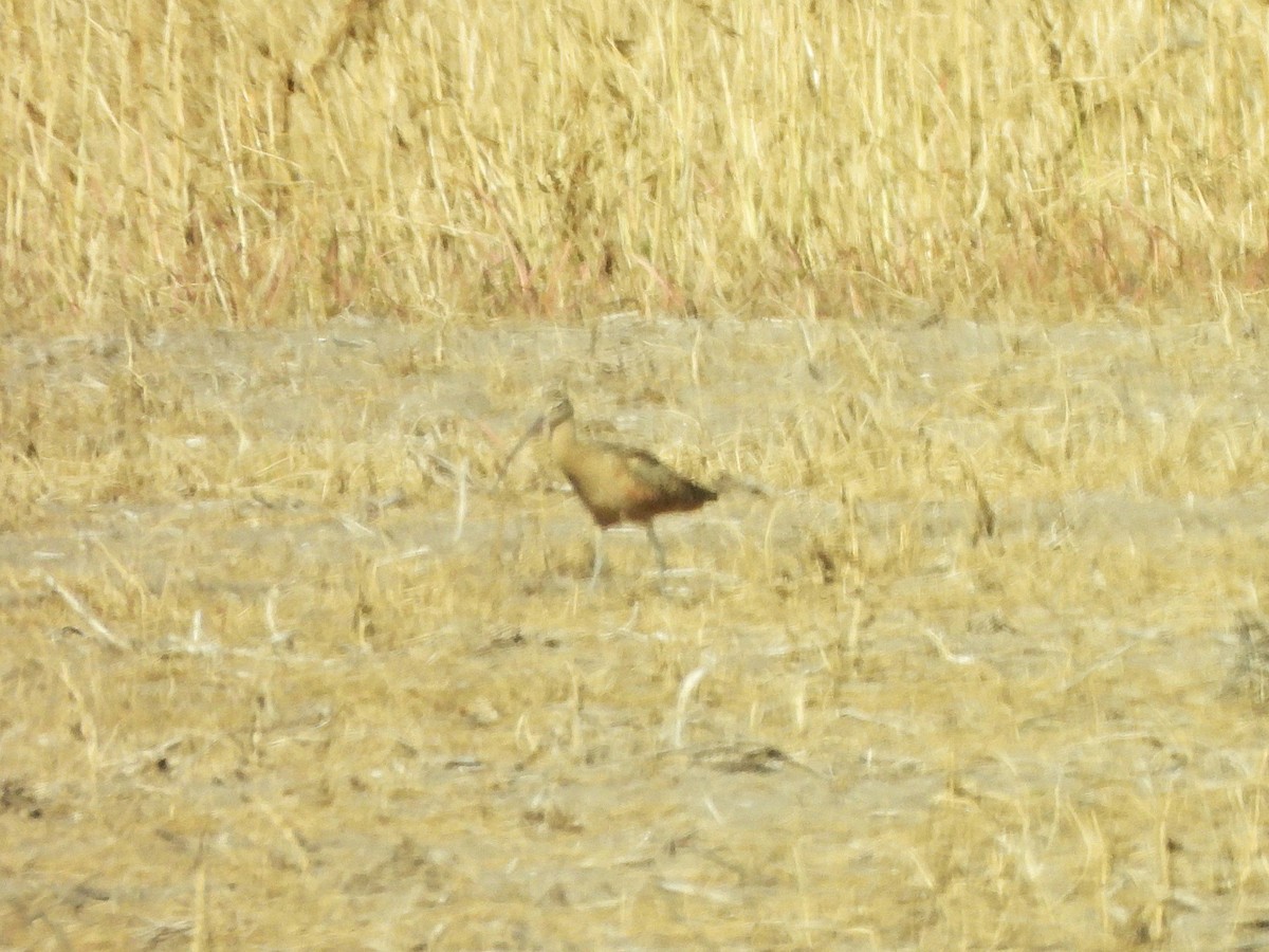 Кульон американський - ML647056054