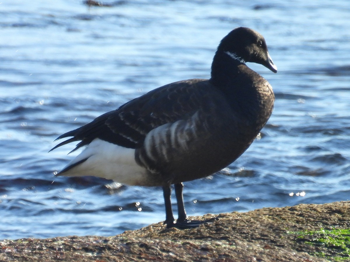 Brant - ML647056062