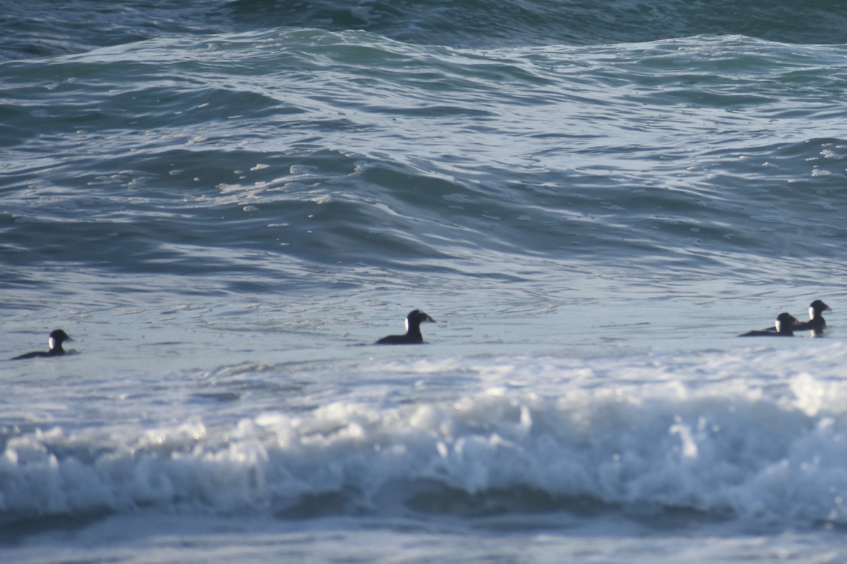 Surf Scoter - ML647056063