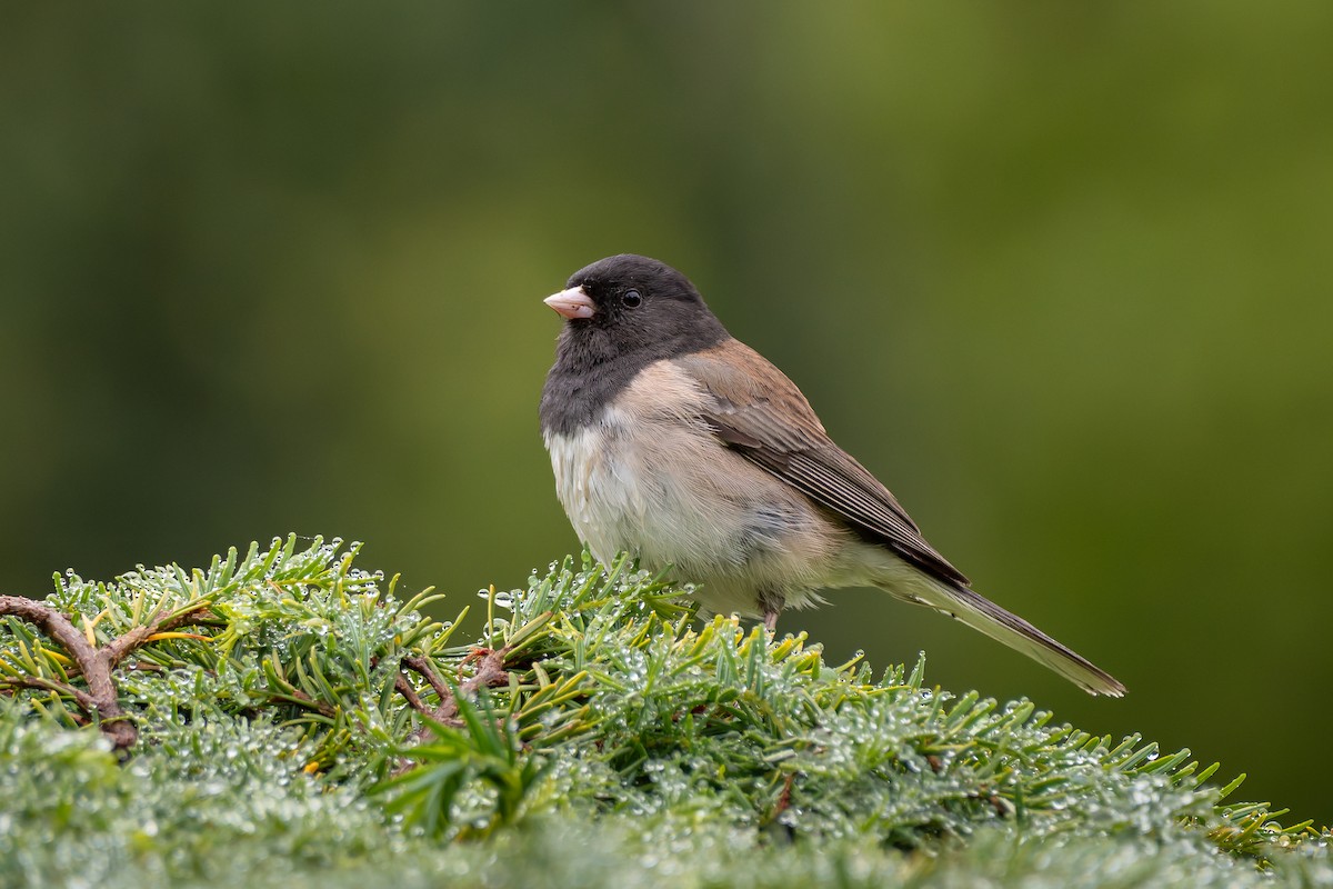 Dark-eyed Junco - ML647056064