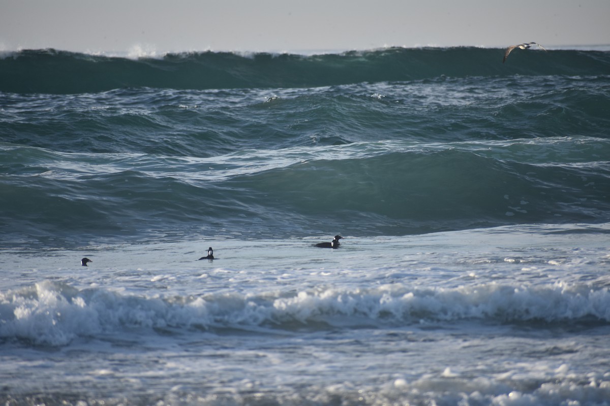 Surf Scoter - ML647056065