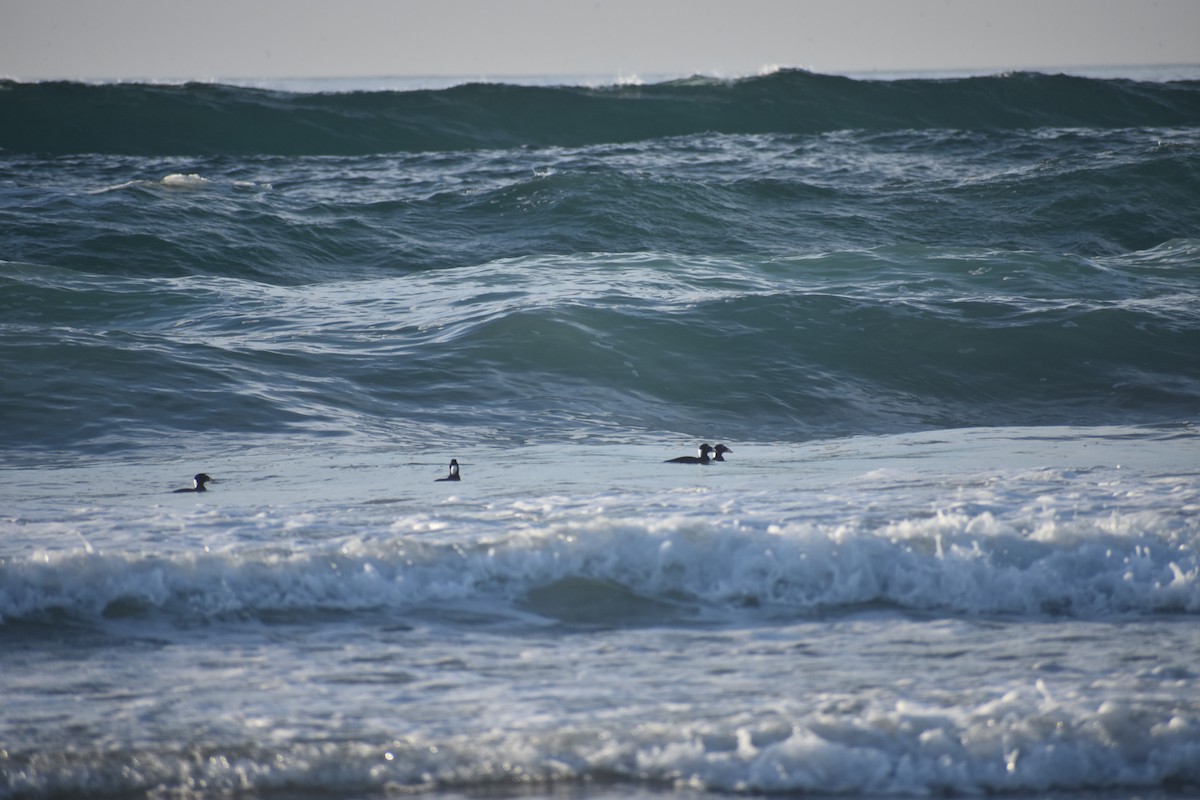 Surf Scoter - ML647056066