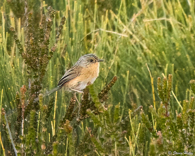 Southern Emuwren - ML647056067