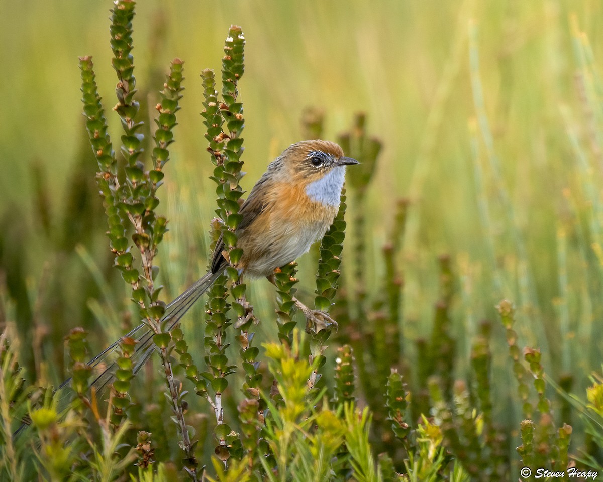 Southern Emuwren - ML647056068