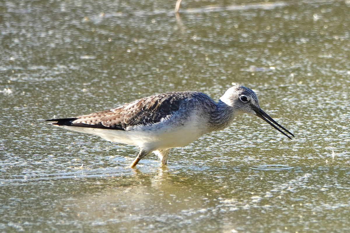 Greater Yellowlegs - ML647056069