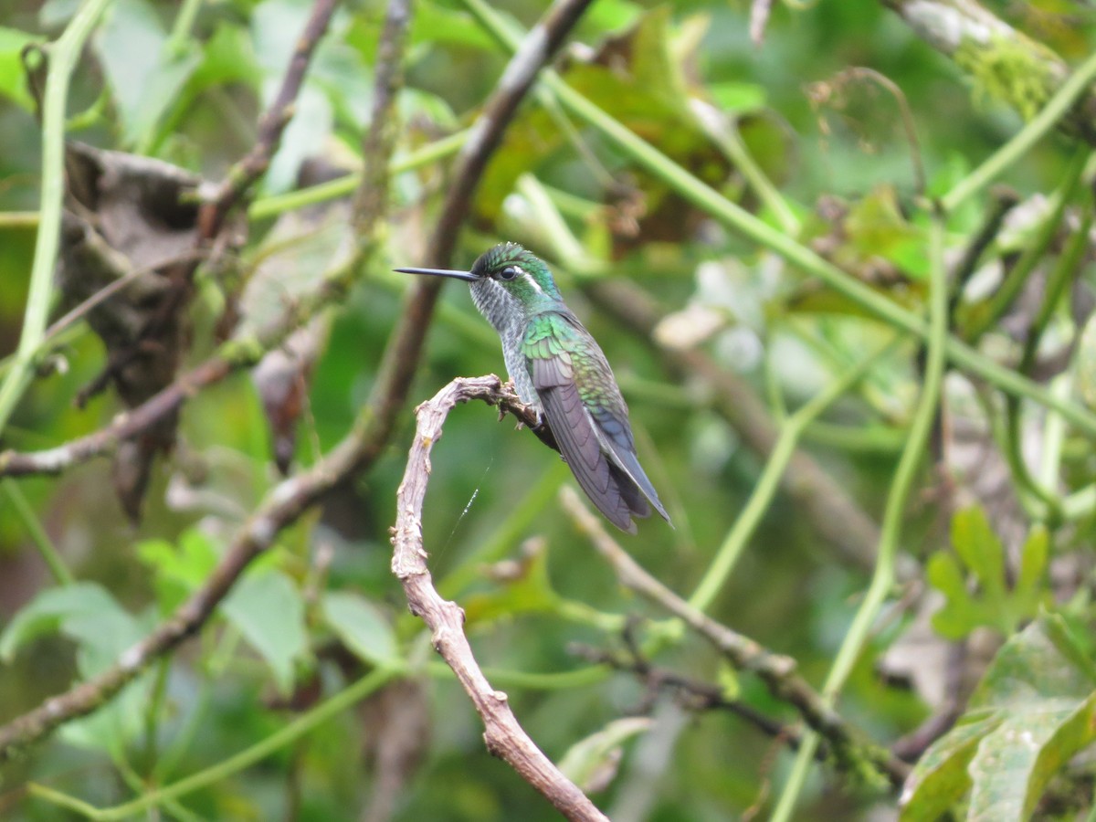 Green-breasted Mountain-gem - ML647056070