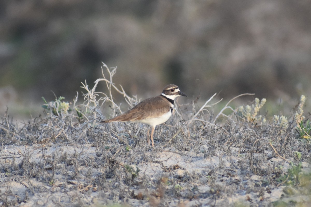 Killdeer - ML647056072