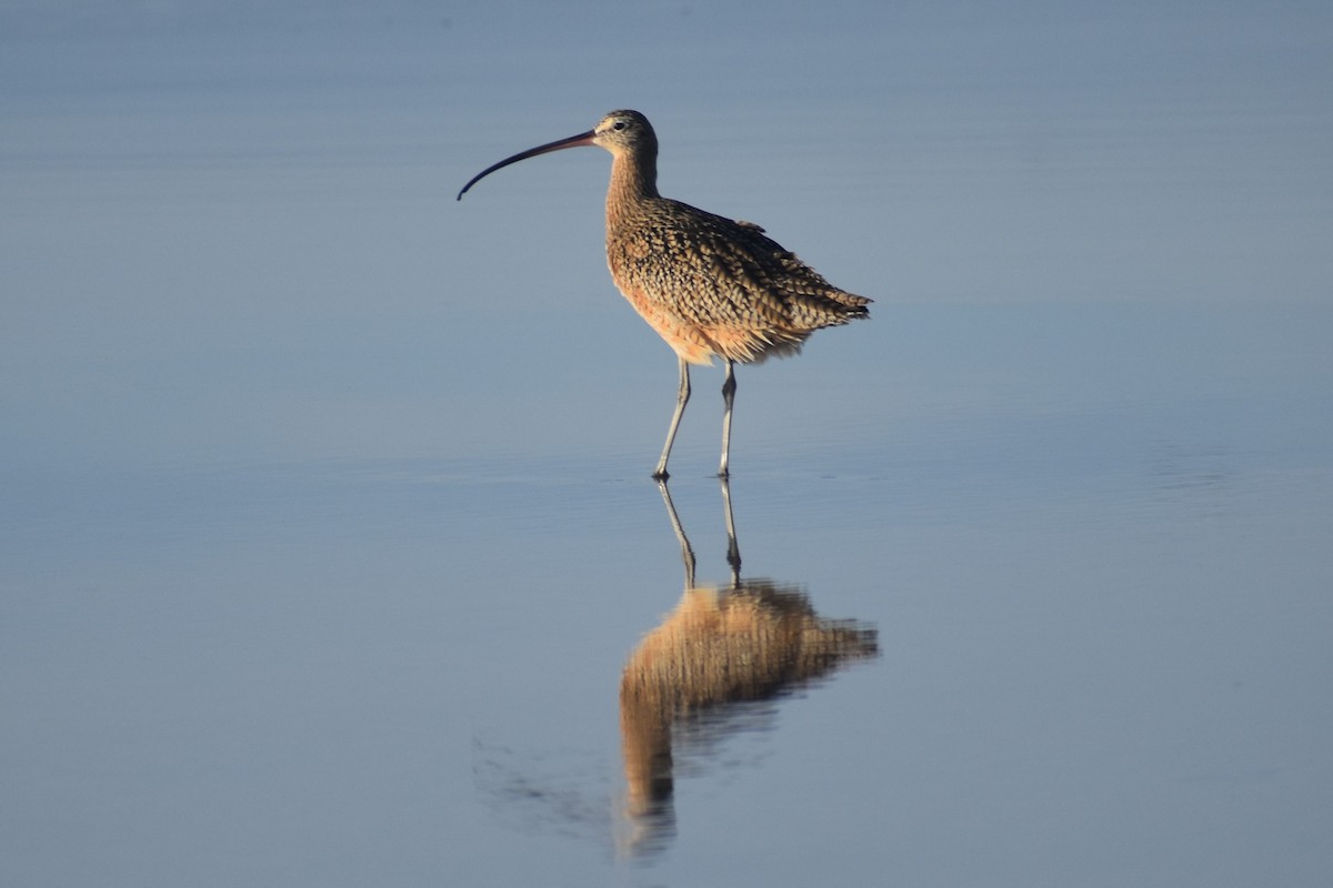 Long-billed Curlew - ML647056073