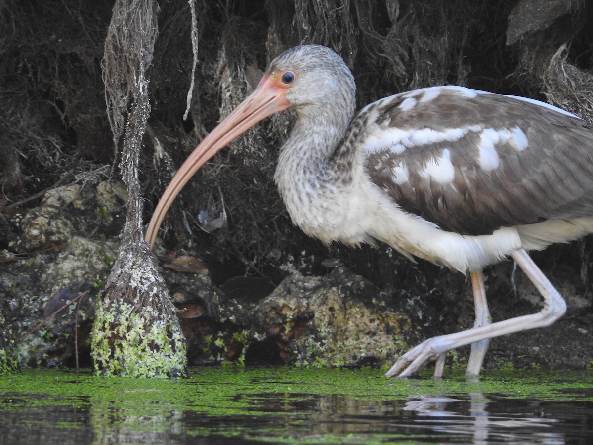 White Ibis - ML647056074