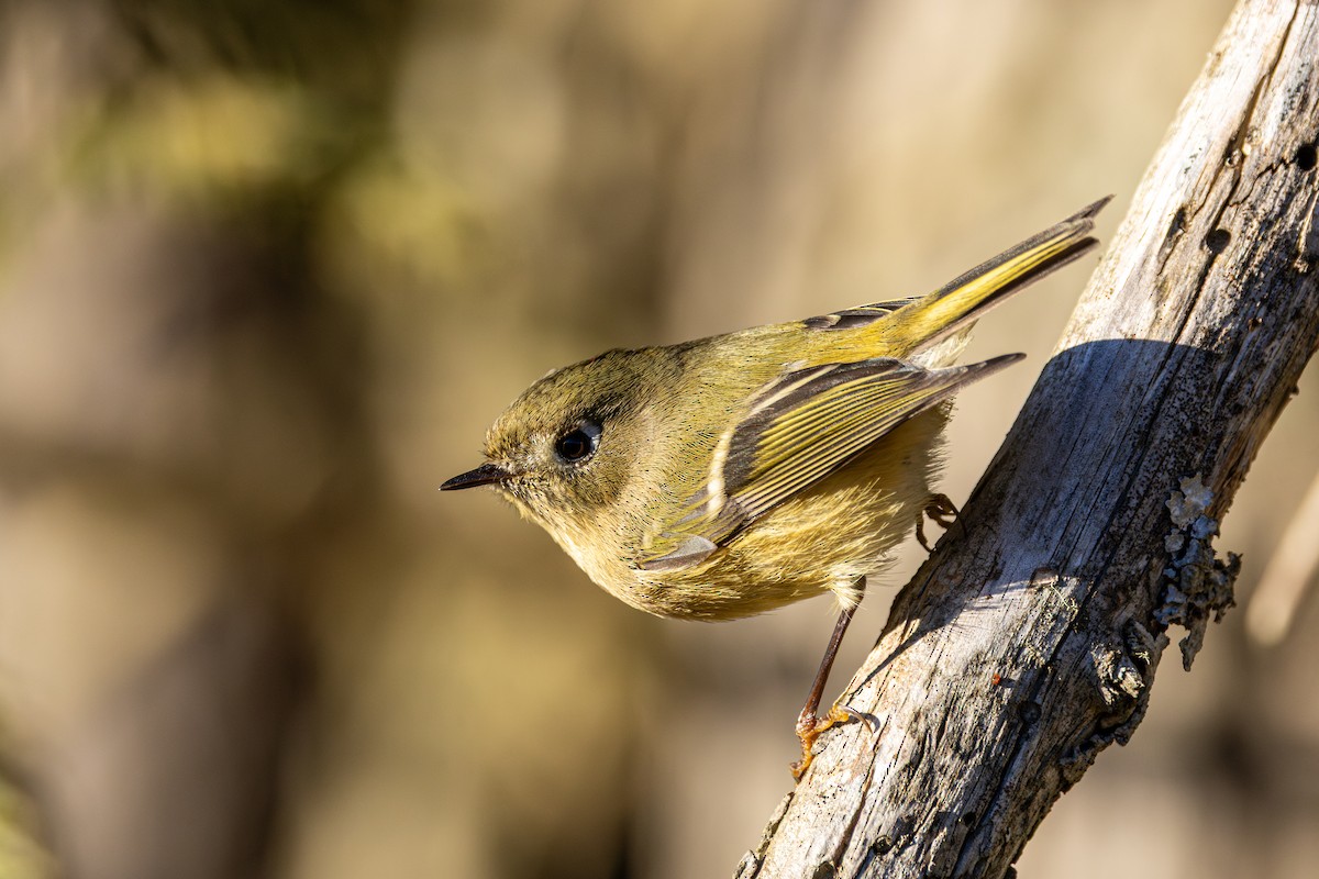 Ruby-crowned Kinglet - ML647056075