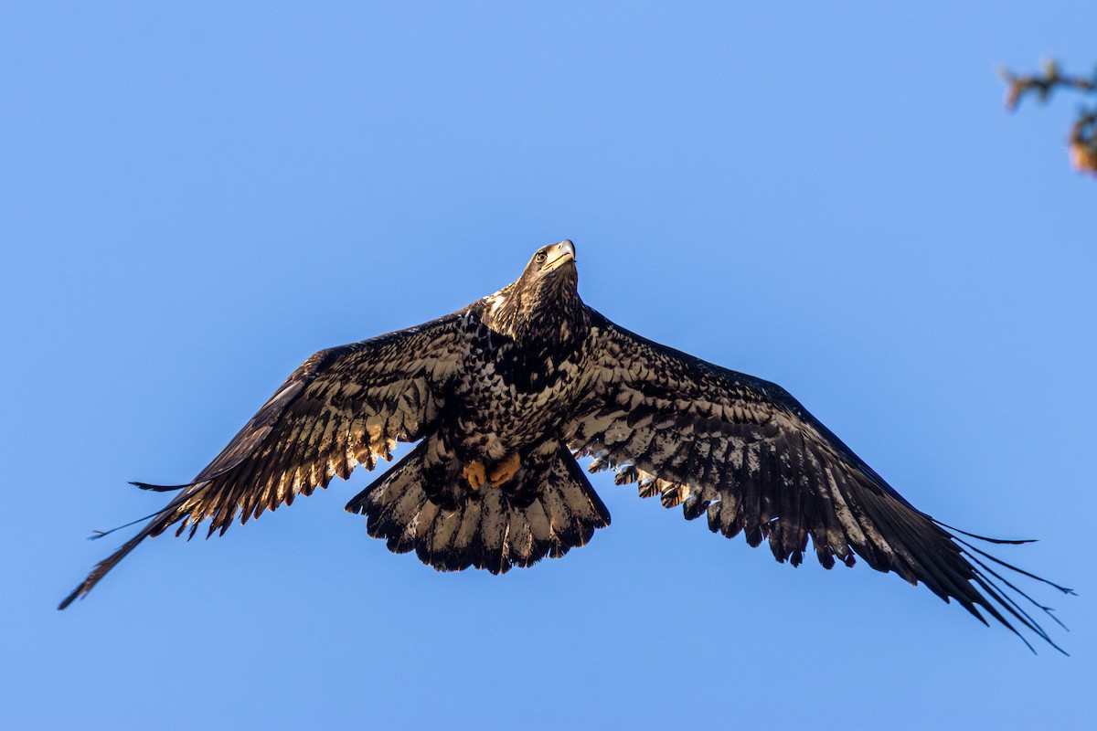 Bald Eagle - ML647056076