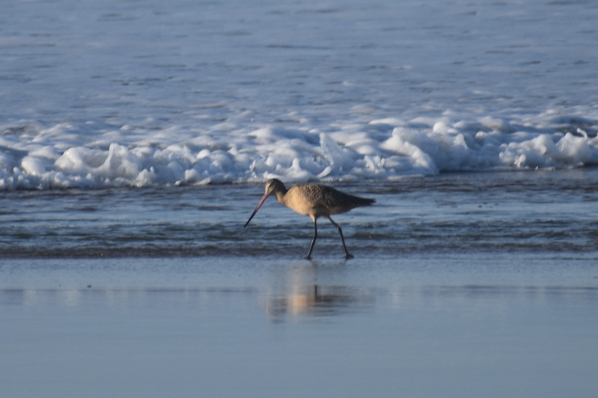 Marbled Godwit - ML647056077