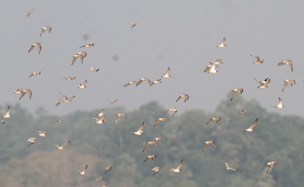 Tibetan Sand-Plover - ML647056078