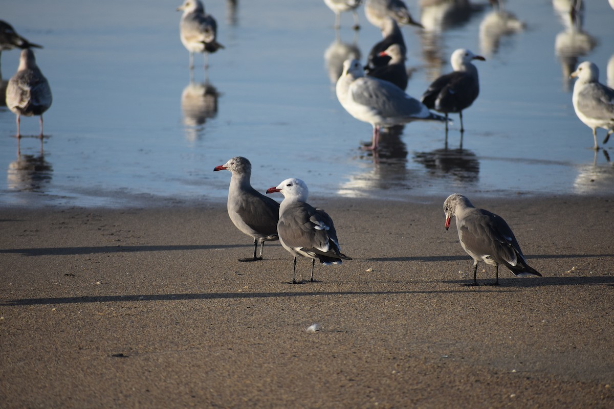 Heermann's Gull - ML647056079
