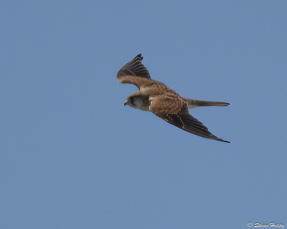 Nankeen Kestrel - ML647056080