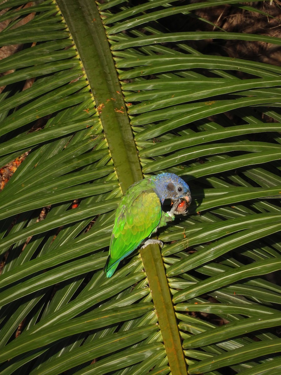 Blue-headed Parrot - ML647056083