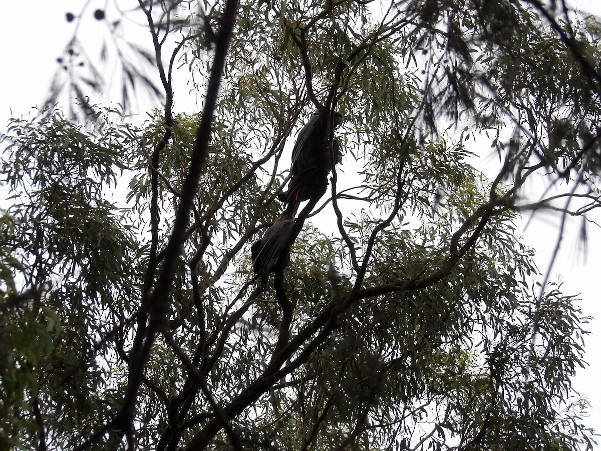 Glossy Black-Cockatoo - ML647056086