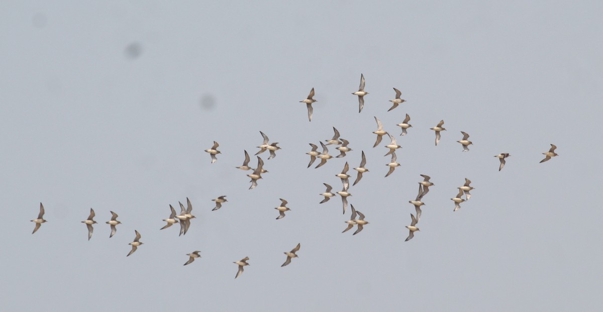 Tibetan Sand-Plover - ML647056088