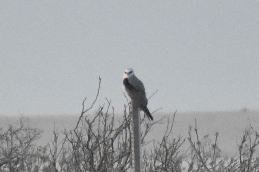 White-tailed Kite - ML647056089
