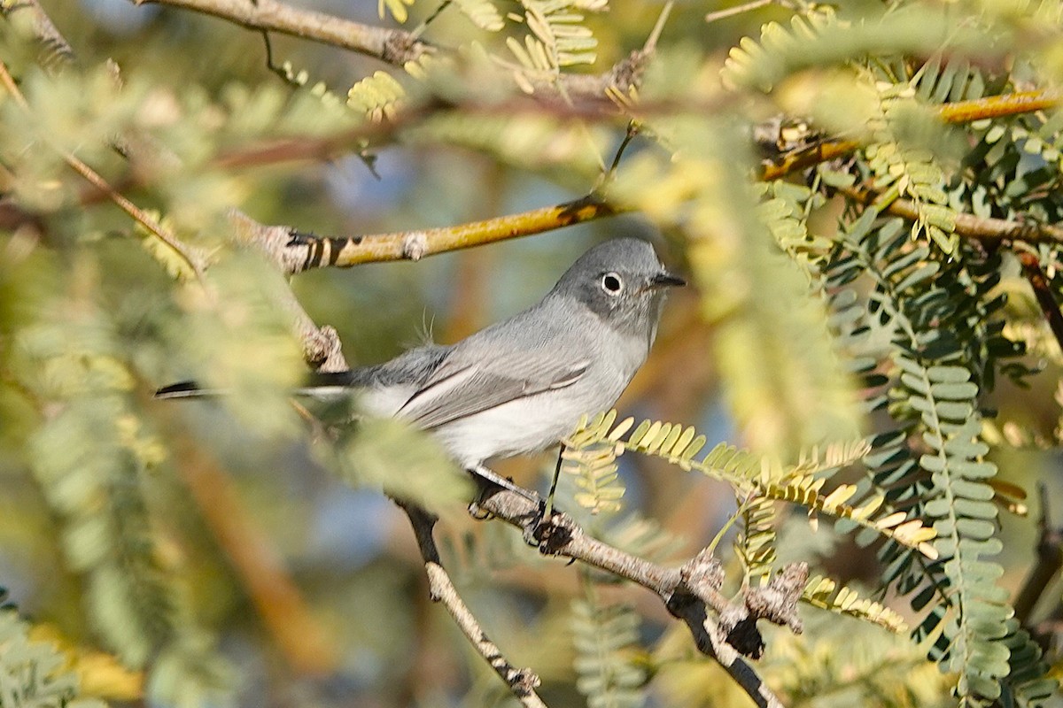 Blue-gray Gnatcatcher - ML647056090