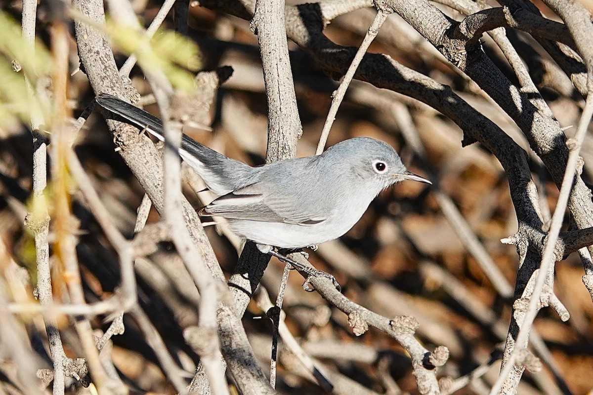 Blue-gray Gnatcatcher - ML647056091