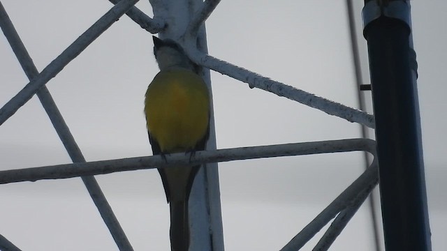 Couch's Kingbird - ML647056093