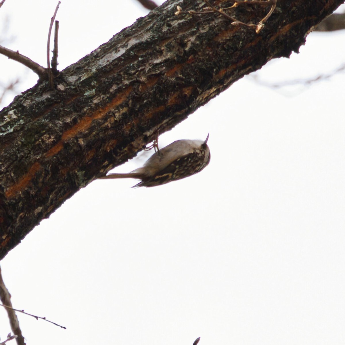 Brown Creeper - ML647056094