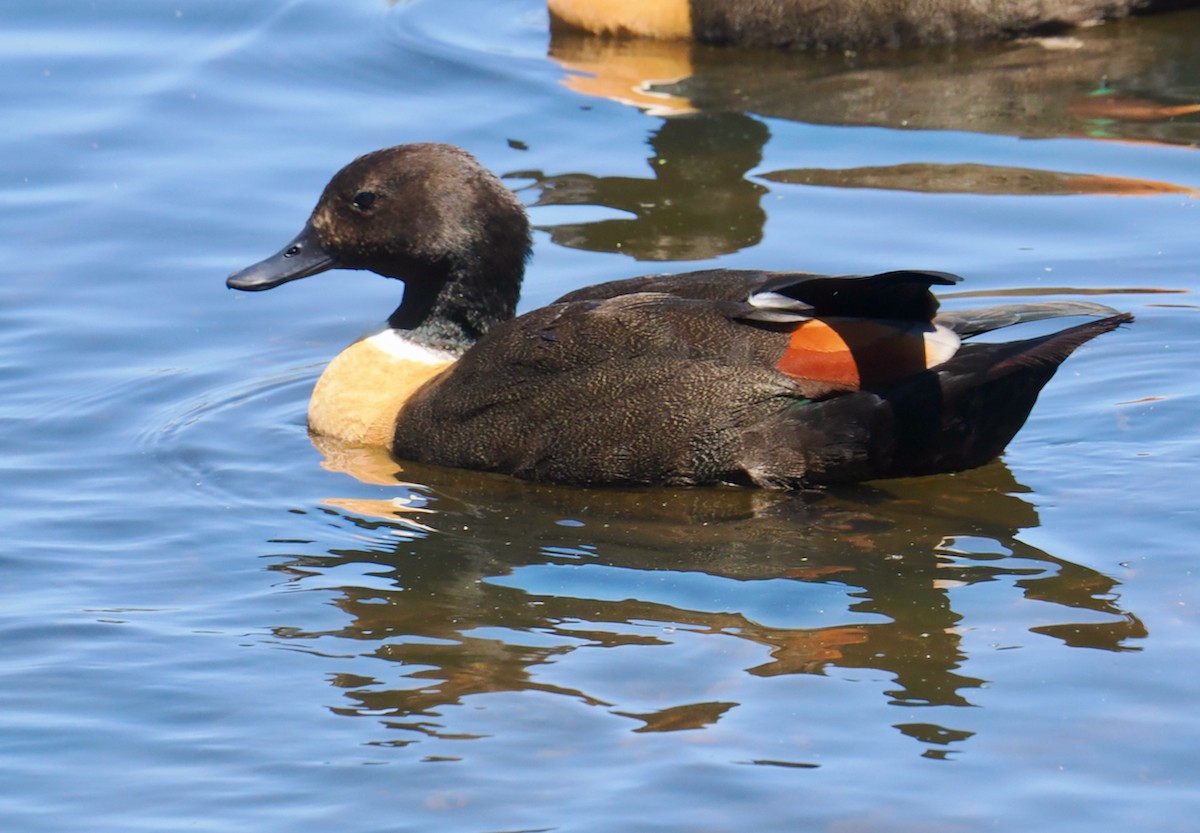 Australian Shelduck - ML647056100