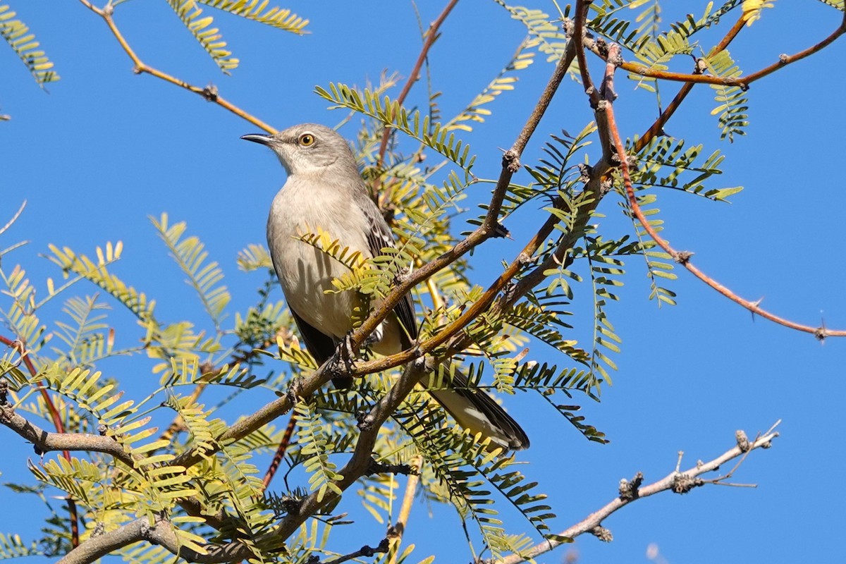 Northern Mockingbird - ML647056101
