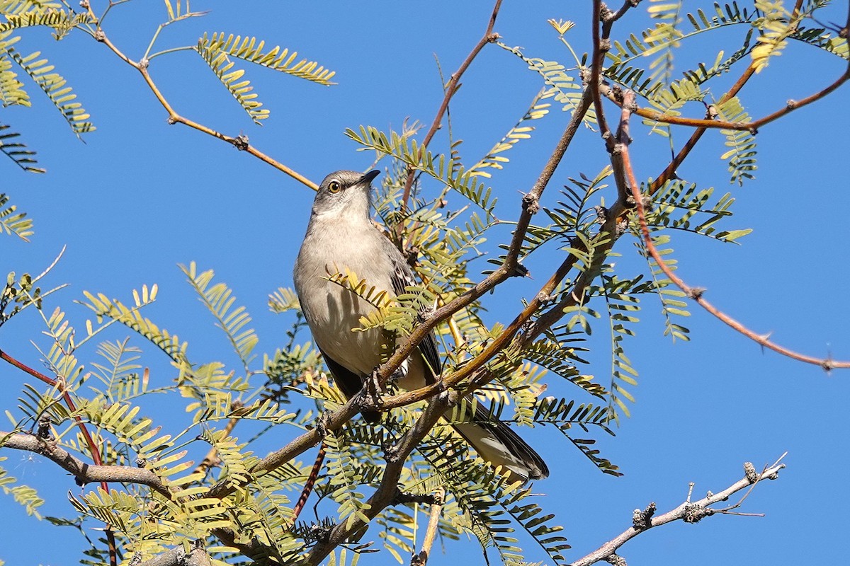 Northern Mockingbird - ML647056102