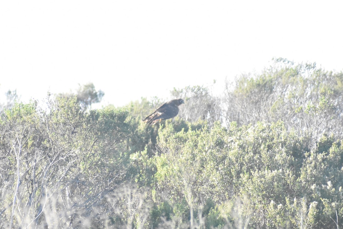 Northern Harrier - ML647056103