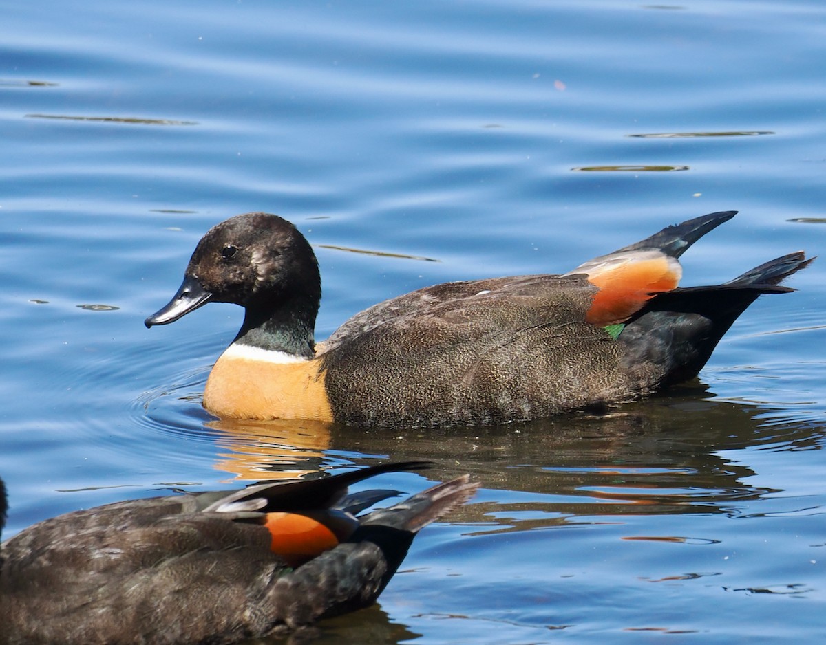 Australian Shelduck - ML647056104