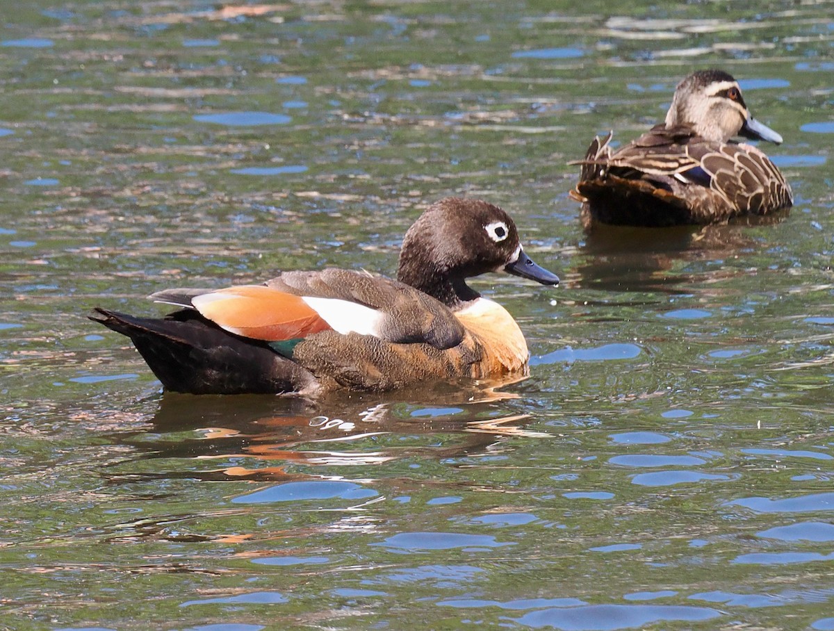 Australian Shelduck - ML647056105