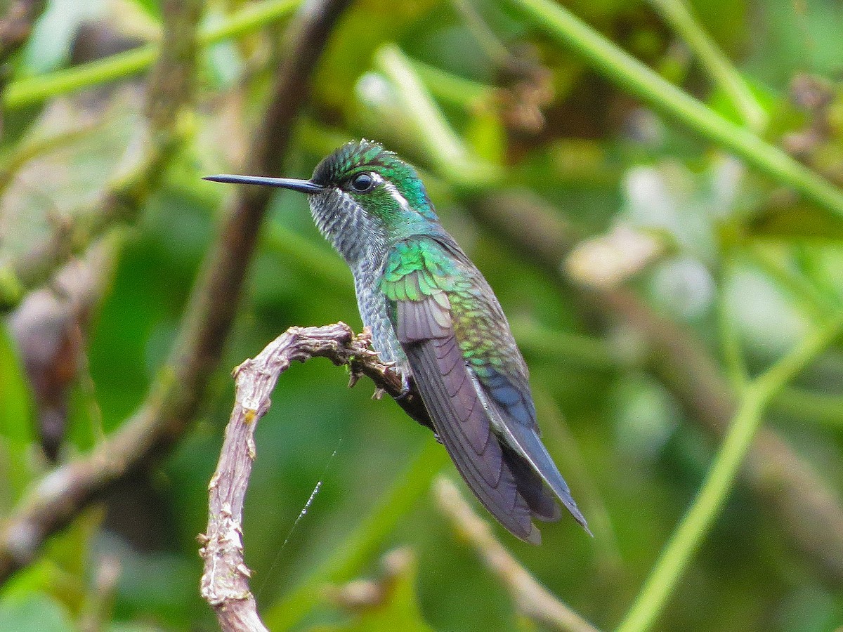 Green-breasted Mountain-gem - ML647056106